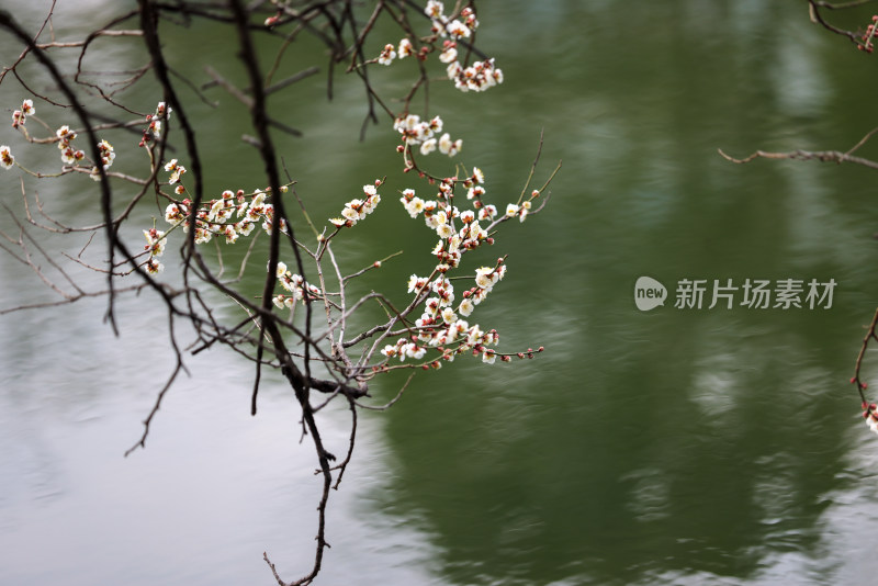 湖边白色梅花的背景素材