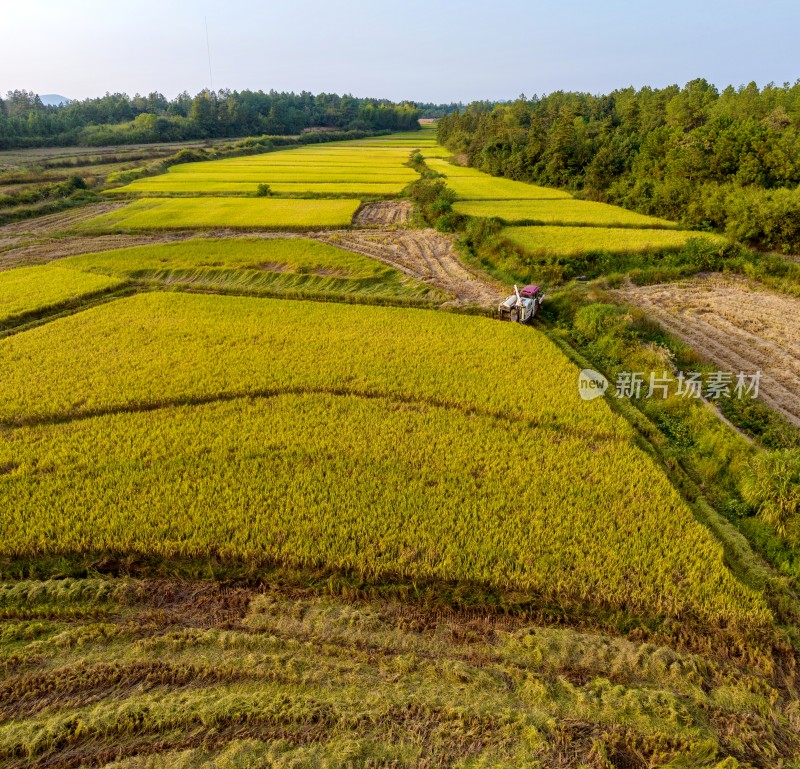 江西金溪：水稻晚稻丰收收割忙