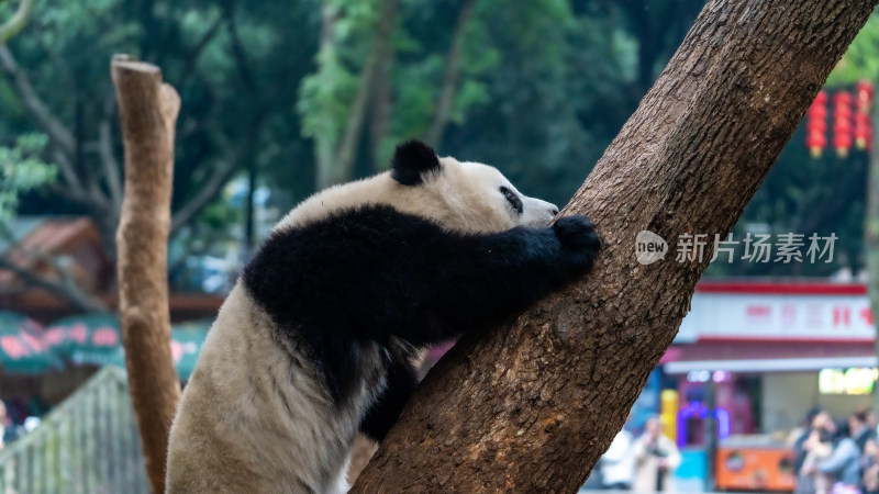 爬树的大熊猫