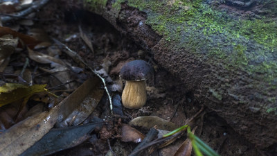 高清拍摄森林里正在生长的蘑菇牛肝菌