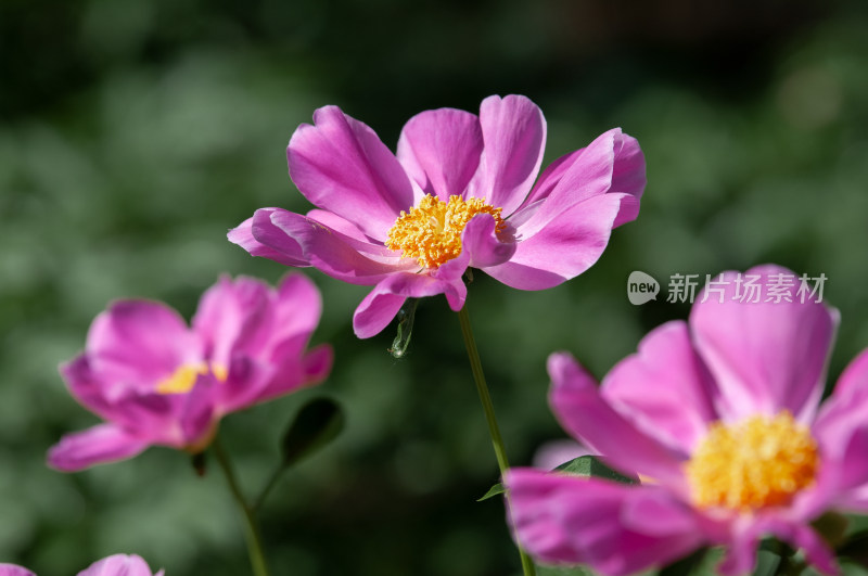 花局部特写