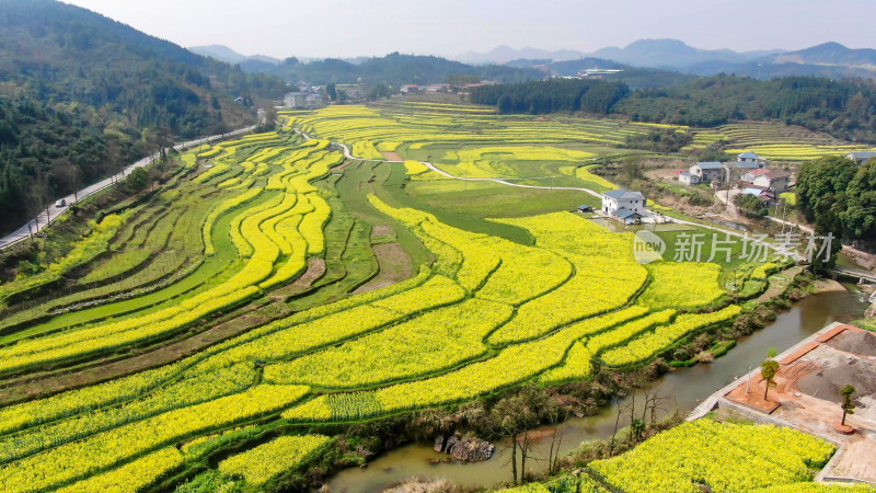 油菜花种植