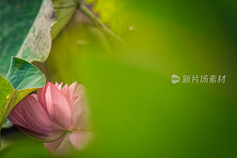 雨后荷花上的水珠