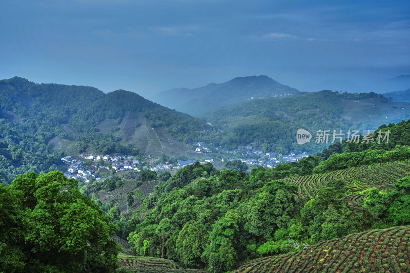 杭州龙井村茶园