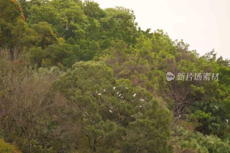 山林中有群鸟的自然景观