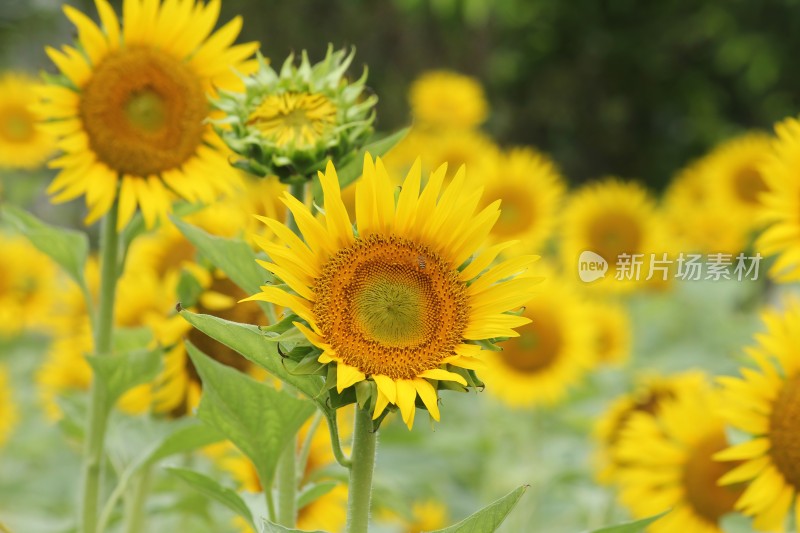 大片向日葵花田绿叶黄花生机勃勃