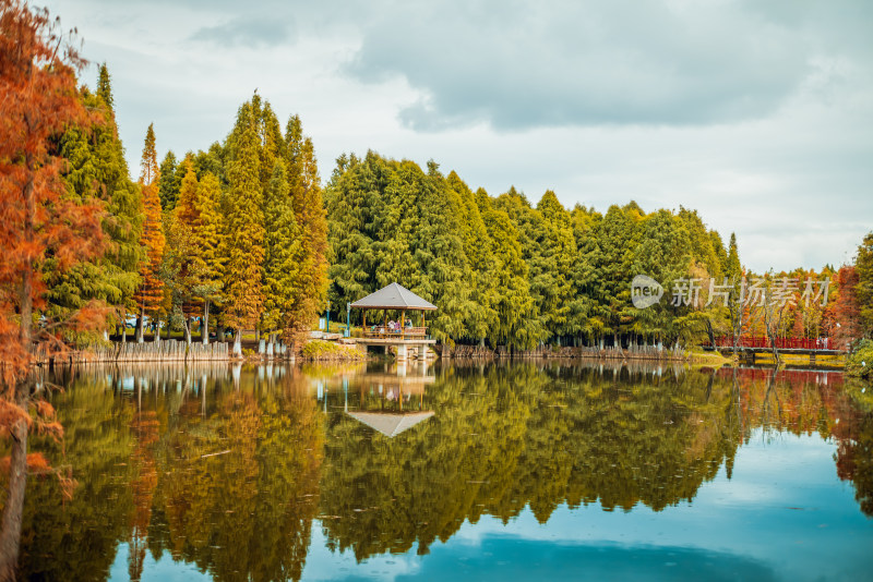 昆明滇池海虹湿地公园的水杉林