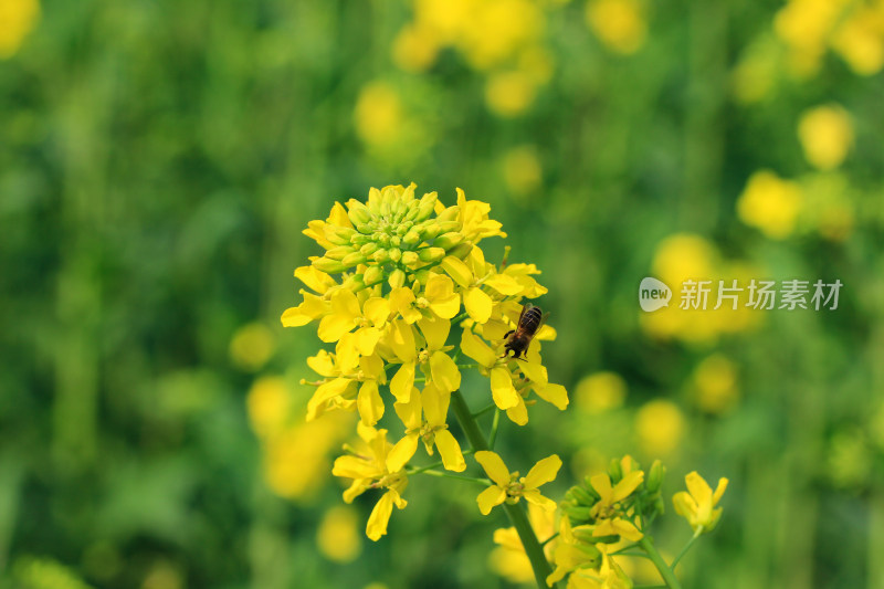 金灿灿的油菜花特写