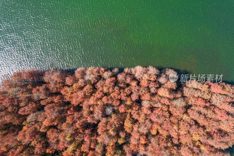 深圳大山陂水库水杉林秋色