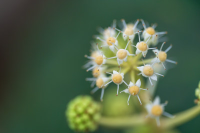 白色开花植物特写镜头