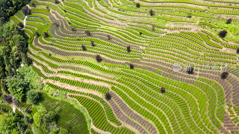 大自然茶园茶叶茶山美景景色航拍