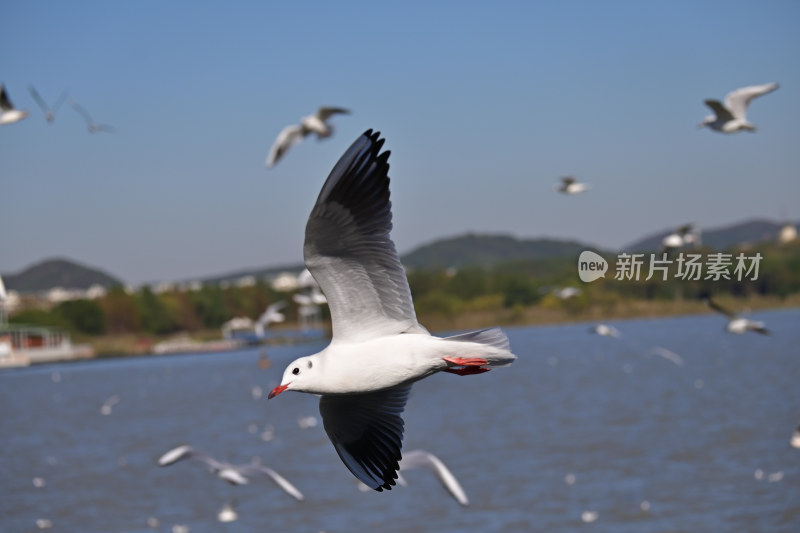 红嘴海鸥