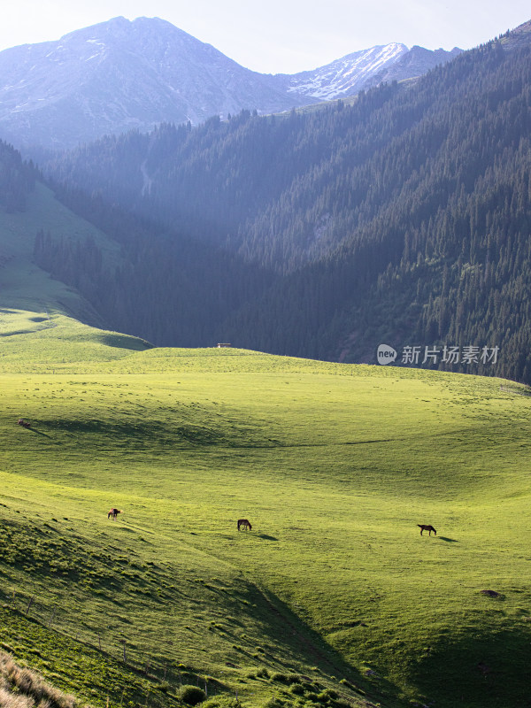 早晨的大草原上，马匹正在吃草的自然风景