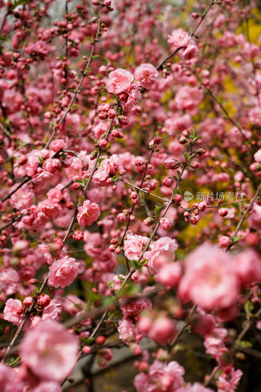 北京四得公园桃花树桃花