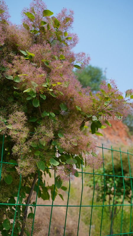 花草植物素材——黄栌花