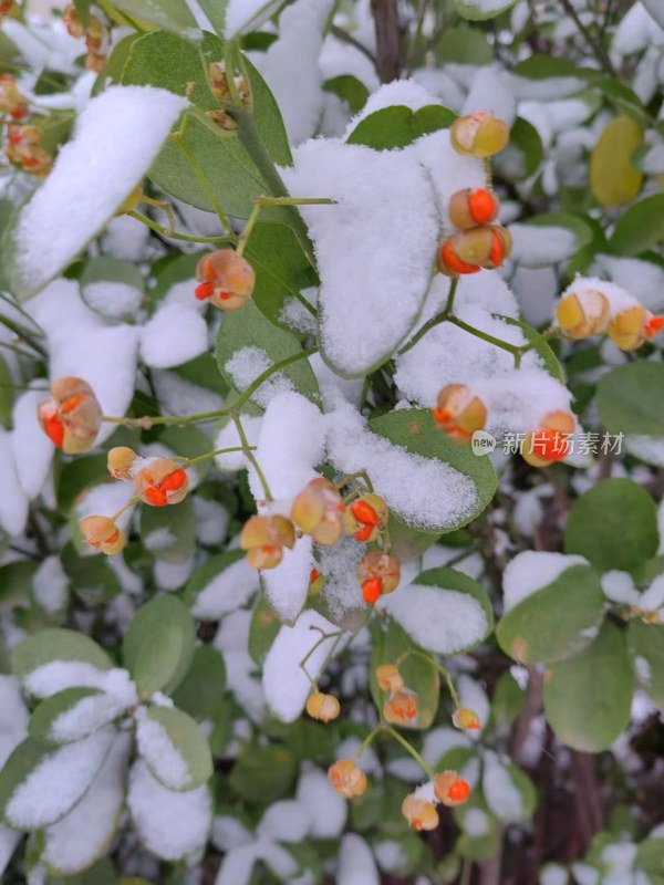 带雪的植物景观，果实绿叶覆满白雪