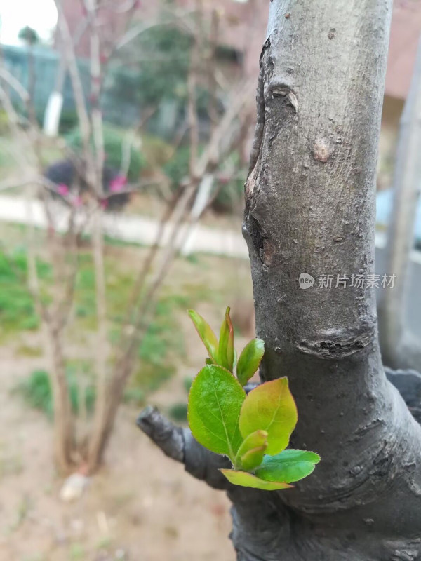 春天万物复苏植物发芽