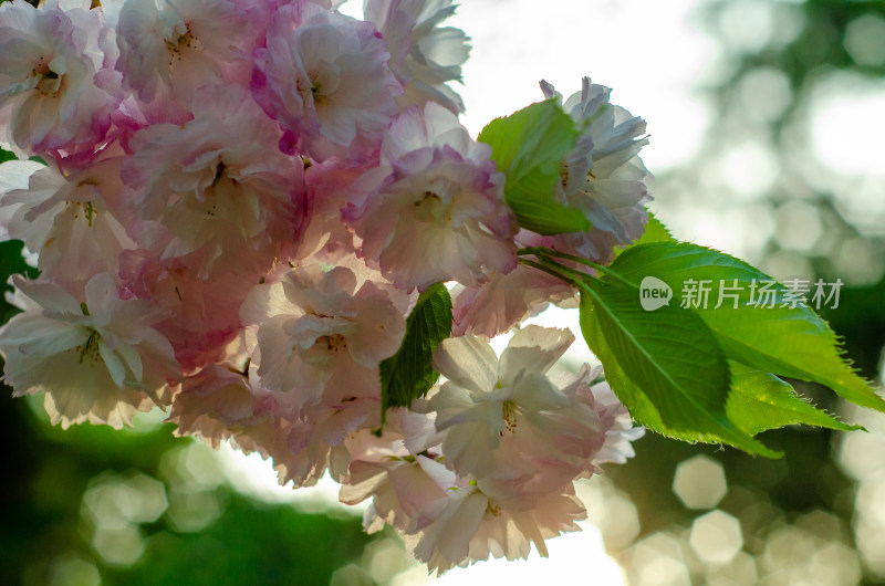 特写粉色樱花花朵与绿叶