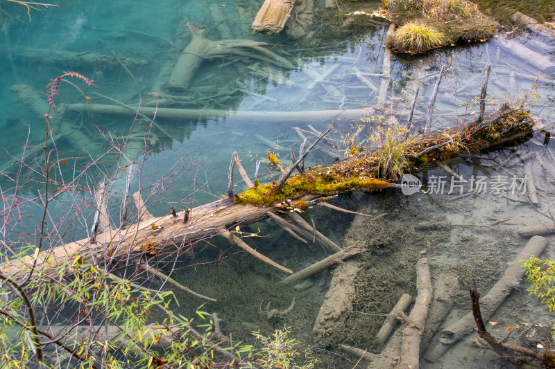 九寨沟箭竹海，水中枯木秋色