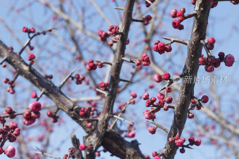 梅花 腊梅 红梅花