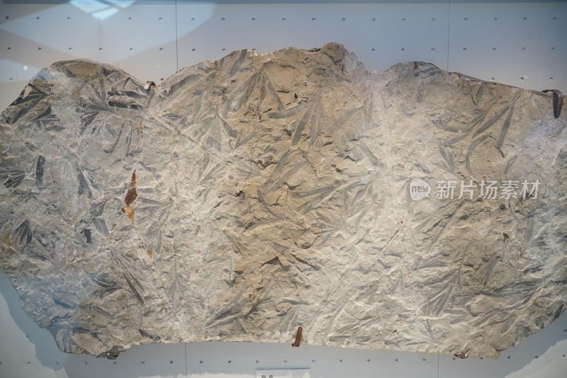 白垩纪银杏化石标本