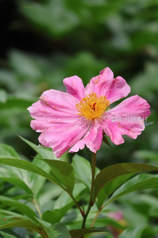 特写粉色盛开芍药花