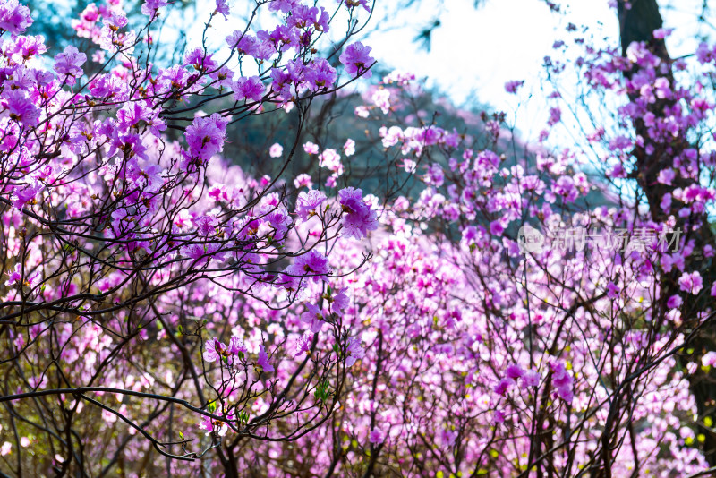 青岛大珠山杜鹃花风光