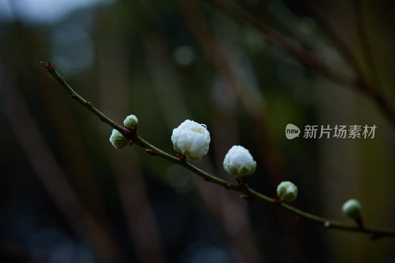 带水珠的白色花朵特写