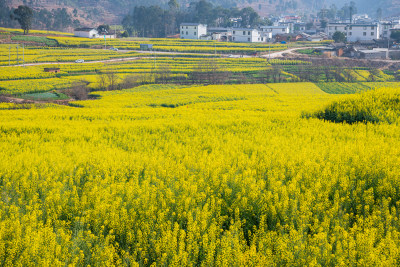 云南省丙麻乡油菜花海