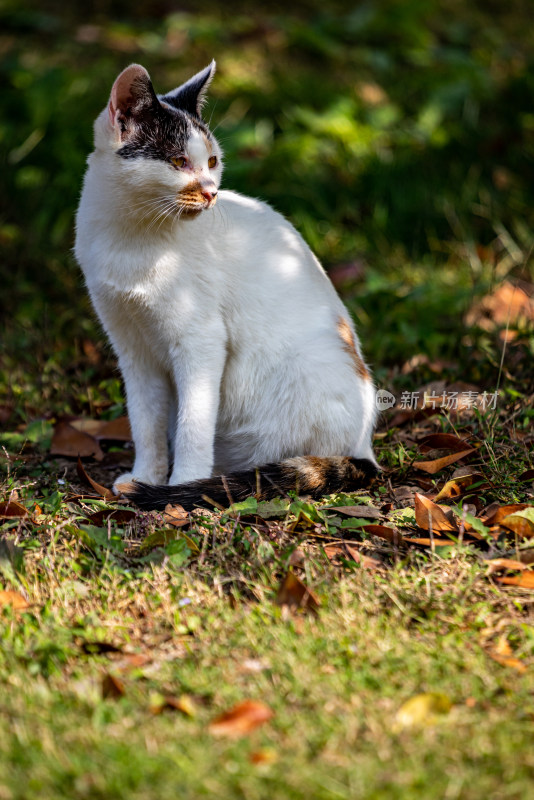 草地上坐着的三色猫