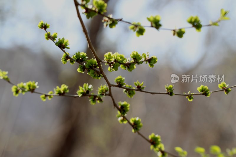 春天榆树长出榆钱