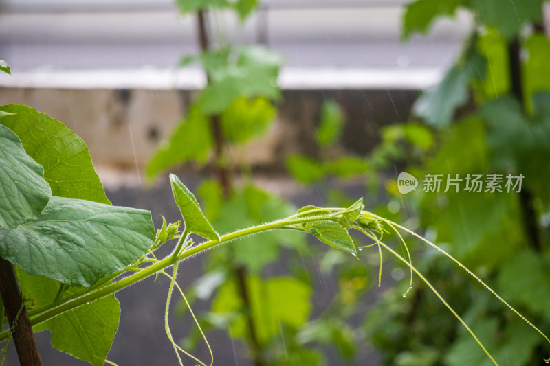 一颗南瓜藤嫩苗在雨中飘荡