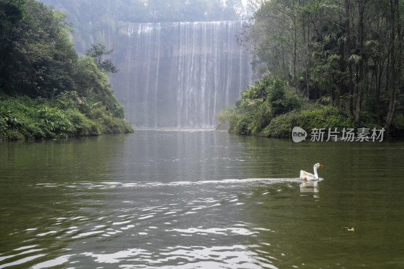 重庆万州大瀑布下的黑天鹅和白天鹅