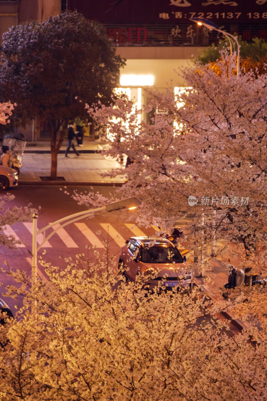 湖南常德府坪街春季樱花街道夜景