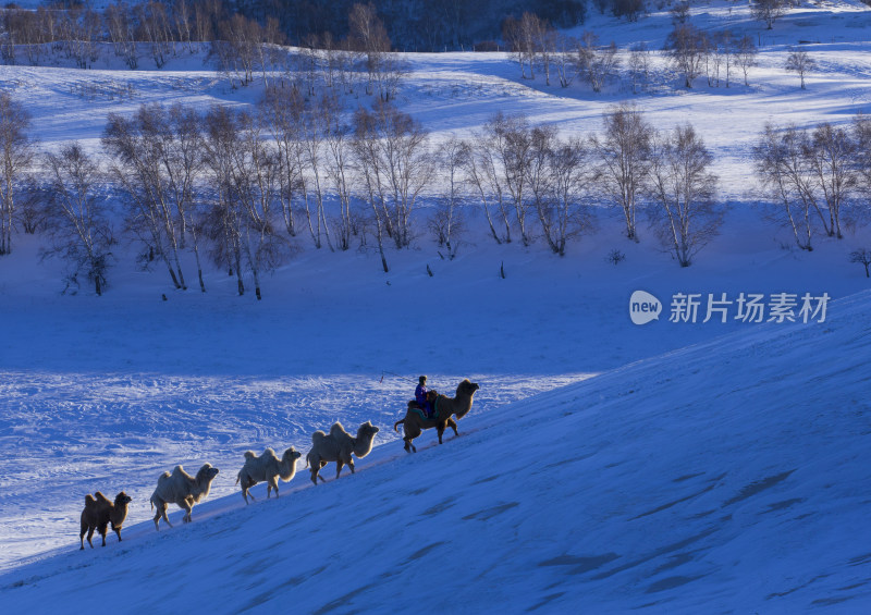 坝上冬日雪景马群羊群骆驼白桦树