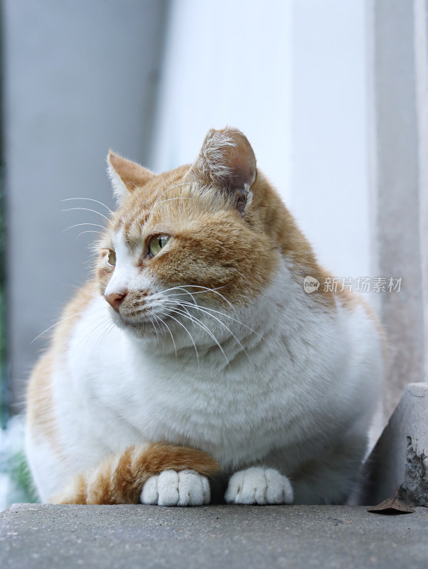 一只可爱动物小猫的特写