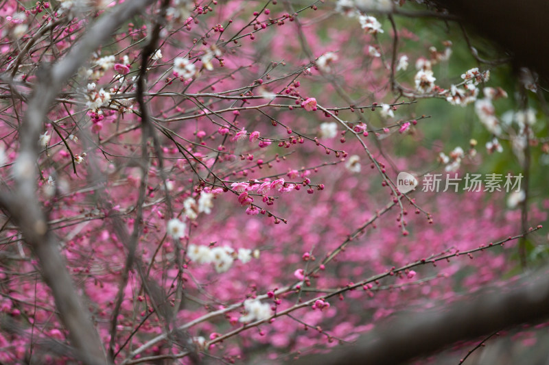 杭州湘湖盛开的粉色梅花