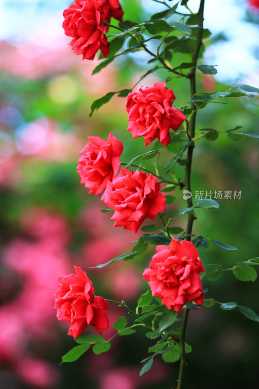 夏日盛开的鲜红月季花