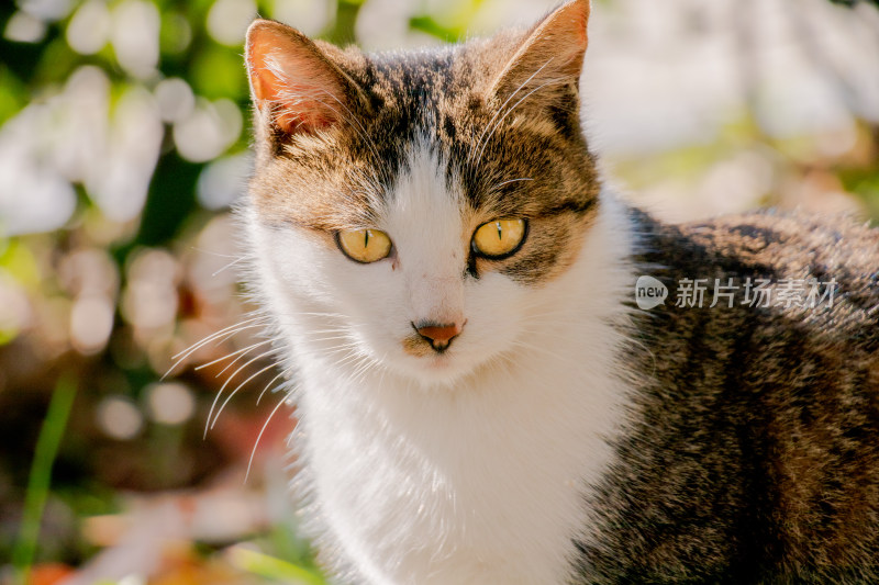 可爱花猫特写镜头