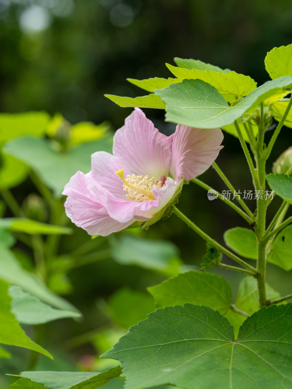 春天的木芙蓉开花特写