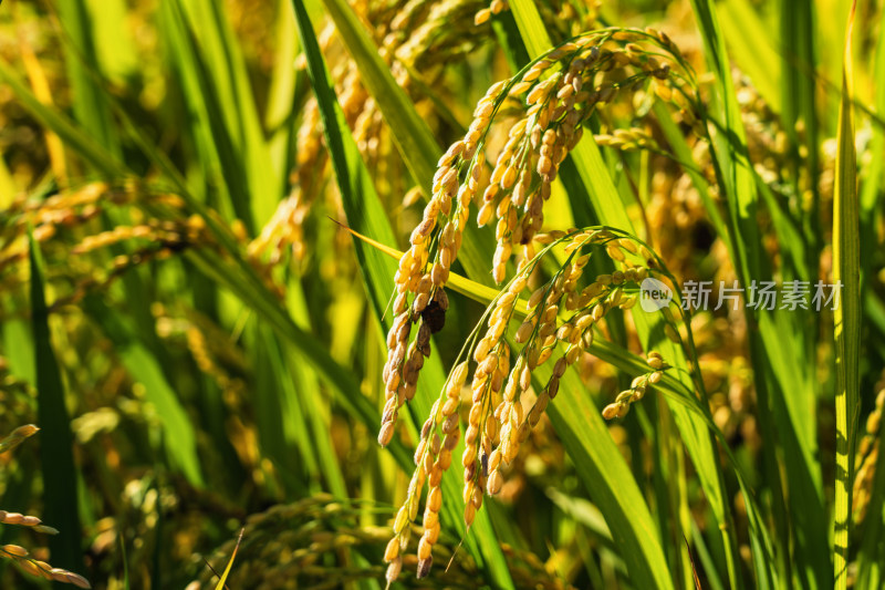 水稻稻穗饱满颗粒特写