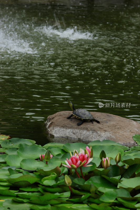 夏日池塘中的睡莲