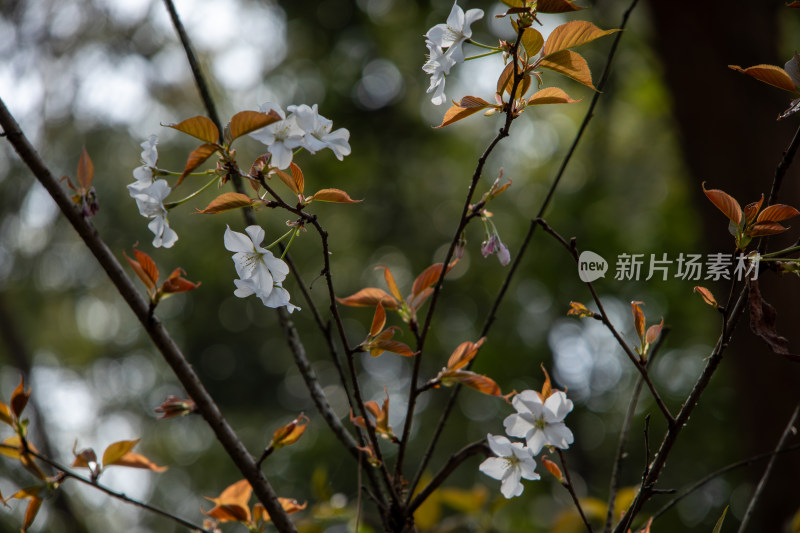 春天枝头绽放的白色樱花