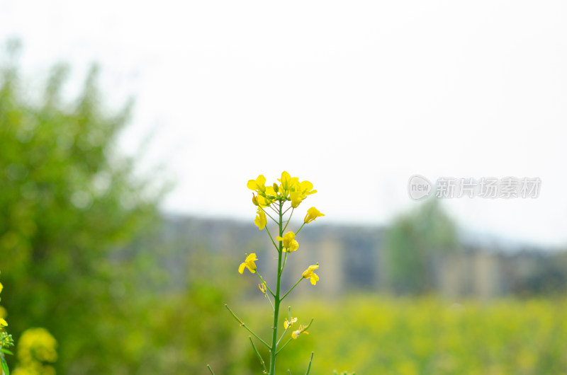 农田中一株金黄的油菜花特写