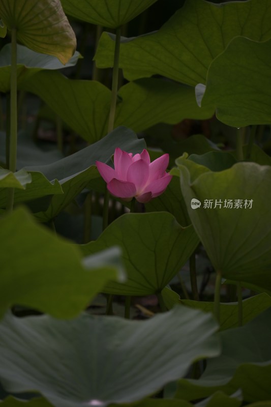 荷叶丛中的荷花