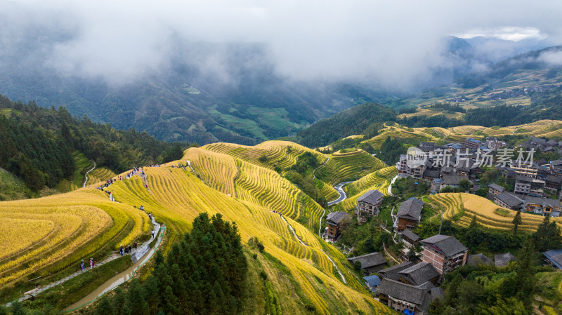 广西桂林龙脊梯田秋收稻田航拍风景