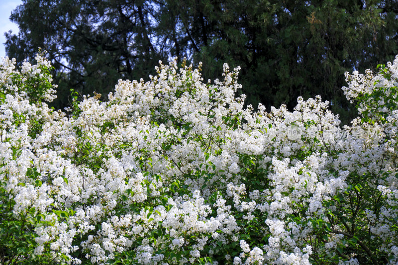 白色丁香花