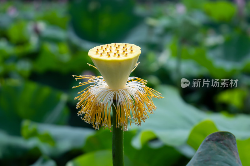 池塘里的荷花