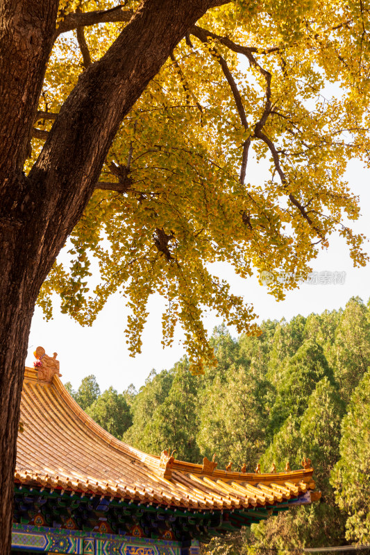 山东济南淌豆寺秋天黄色千年银杏树叶美景