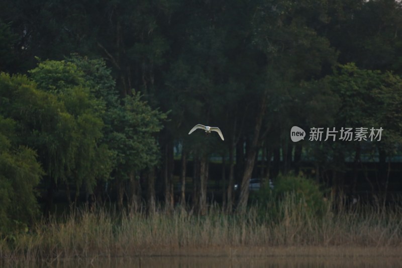 飞鸟掠过树林与草地